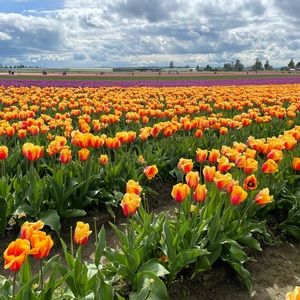 Meet your Posher, Lelee